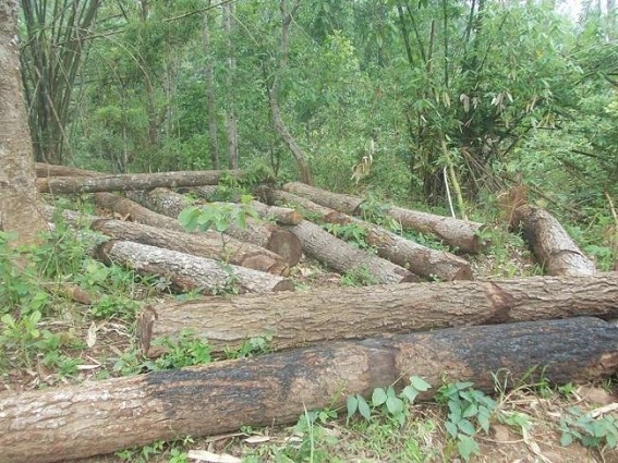 Unchecked Tripura-Bangla timber smuggling on rise along unfenced bordering area